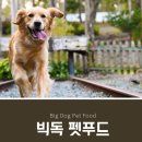 Big Dog(빅독) 이미지
