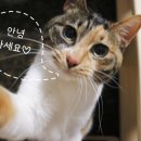 샵오팔(Opal) 네이버블로그
