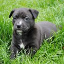 리버동물의료센터 이미지