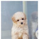 개네가 고양이네 이미지