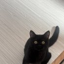 고양이분양 반하나캣 이미지