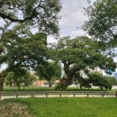 성주 예산리 만산댁 이미지