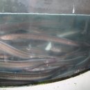 바다장어 이미지