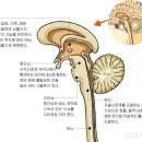 (펌)신경계는 크게 중추 신경계와 말초 신경계로 나뉜다 이미지