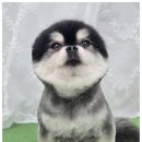 도그도담 이미지