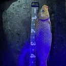 낭만물고기실내낚시카페 이미지