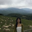 그린목장 | 강원도 평창 여름휴가/대관령 양떼목장, 미락식당, 만국식당,블루캐니언,휘닉스파크 그린동, 메밀꽃필무렵