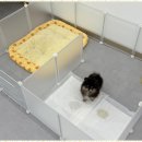 강아지이야기 이미지