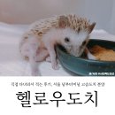 지아 애견샵 | 일상, 2/23 지아씨 선물 아기 고슴도치 &#39;춘봉이&#39; 데리러 다녀온 서울남부터미널 &#39;헬로우도치&#39; 방문...