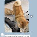 뽀송 이미지