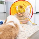 몽카롱 애견미용 이미지