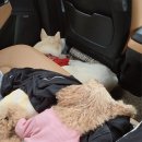 추풍령(부산)휴게소 | [휴게소음식] 추풍령휴게소(부산) 이영자Pick😋 고추장불고기 &amp; 튀김우동 🍜