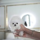 퍼피퍼피 이미지