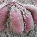 알곡농장 이미지