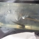 여울목 아쿠아 이미지