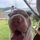 [시흥] 중/대형견가능한 애견개별운동장 호두네 멍마루 솔직후기