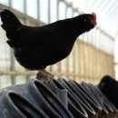 청계농장 이미지