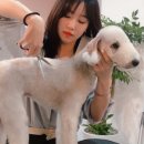 Groomer Ameri 이미지