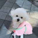베르펫살롱 이미지