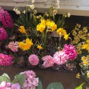 [행복대학]전문 플로리스트와 함께하는 힐링 가드닝 꿀팁 | 4월, 우리 집 정원에 피울 행복 플로리스트가 추천하는 정원 꽃 식재법