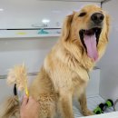 멍뭉워시 이미지