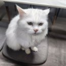 콩캣 이미지