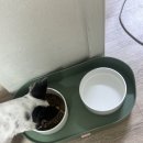 포독포독 | 우리 보리도 반한 사료, 인디고 바이오뉴트리션 체중 포 독 후기