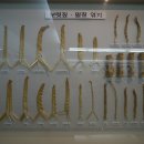 짚풀생활사박물관 이미지