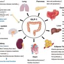 Re: Glucagon-Like Peptide-1. 지질대사 연구 2024년 이미지