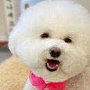 릴리 펫스파 네이버블로그