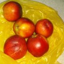 가온이네 이미지