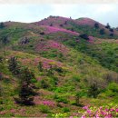 제348차 보성 초암산 철죽산행 4월30일 화요일 이미지