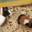 주주농장 이미지