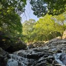 사지목나무그늘 이미지