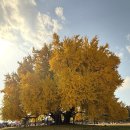 동서진입도로 2L | 가을 명소 — 원주 반계리 은행나무ㅣ역사.주차.CCTV 솔직 정리