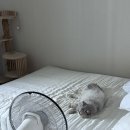 루고냥이
