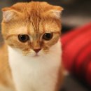 장화신은고양이 이미지