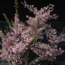 STEY 이미지