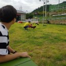 펫토피아(PETOPIA) 이미지