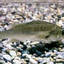 깜장고무신 이미지