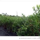 평화농원 이미지