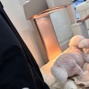 웰빙동물병원 | 하남반려동물웰빙케어 | 리듬펫헬스케어 방문 후기