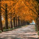 메타세콰이어길 이미지