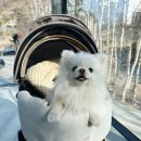 강아지 유모차 가드 &amp; 쿠션 추천[우노펫 가드 &amp; 쿠션 사용후기]