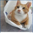 페테리안동물병원 이미지