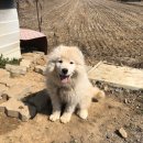 고마워강아지 이미지