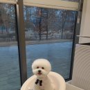 댕그루밍 이미지