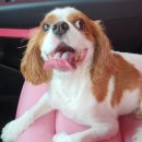 윤앤퍼피 이미지