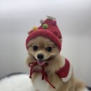 뽀그리미용실 이미지
