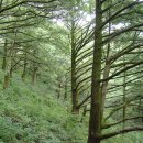 나무숲소 이미지